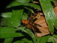 /album/coleoptera/mylarbris-variabilis-1-jpg/
